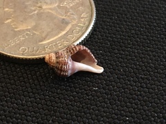 Acanthinucella spirata