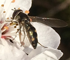 Meliscaeva auricollis