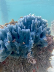 Haliclona caerulea image