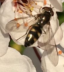 Meliscaeva auricollis