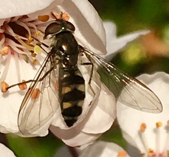 Meliscaeva auricollis