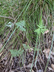 Pentagramma rebmanii