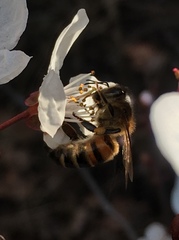 Apis mellifera