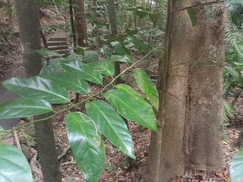 Buff beech (Gomphandra australiana)