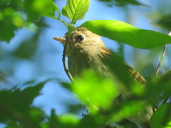 Lathrotriccus euleri