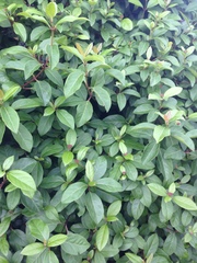 Viburnaceae