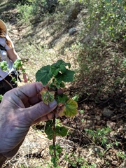 Ribes canthariforme