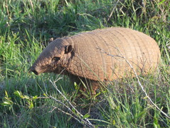 Euphractus sexcinctus