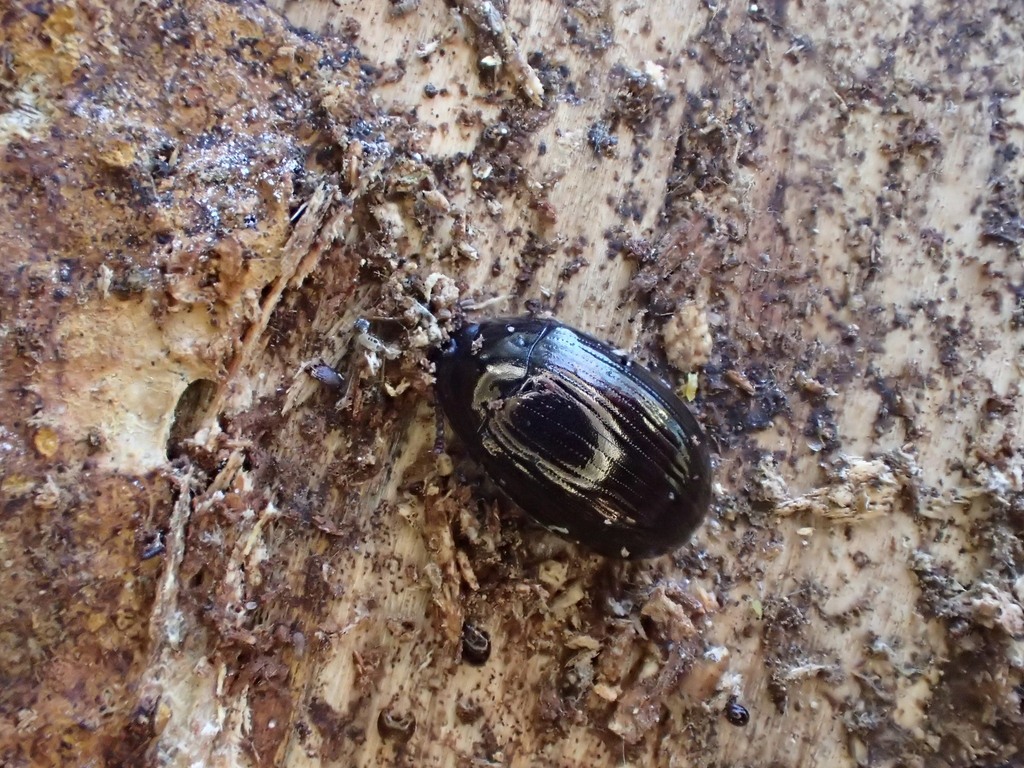 Platydema nigroaenea