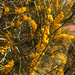 Acacia papyrocarpa - Photo (c) christenhusz, algunos derechos reservados (CC BY-NC)