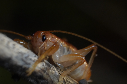 Carolina Leafroller Cricket photo 5