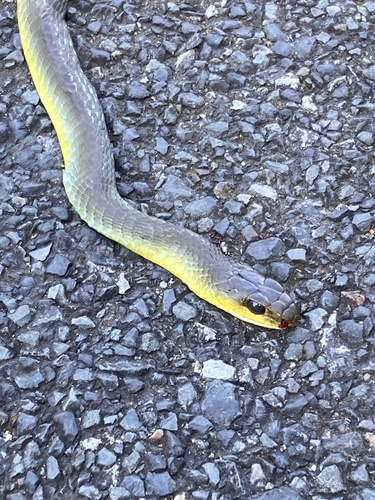 Common Tree Snake sighting