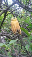 Citrus medica sarcodactylis