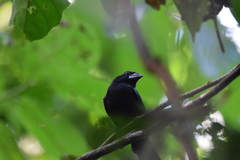 Cyanoloxia cyanoides