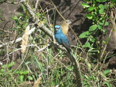 Cyanoloxia glaucocaerulea