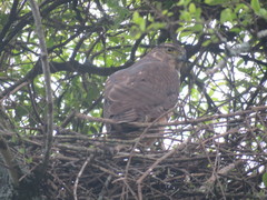 Accipiter bicolor
