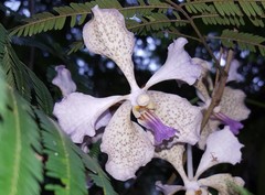 Vanda