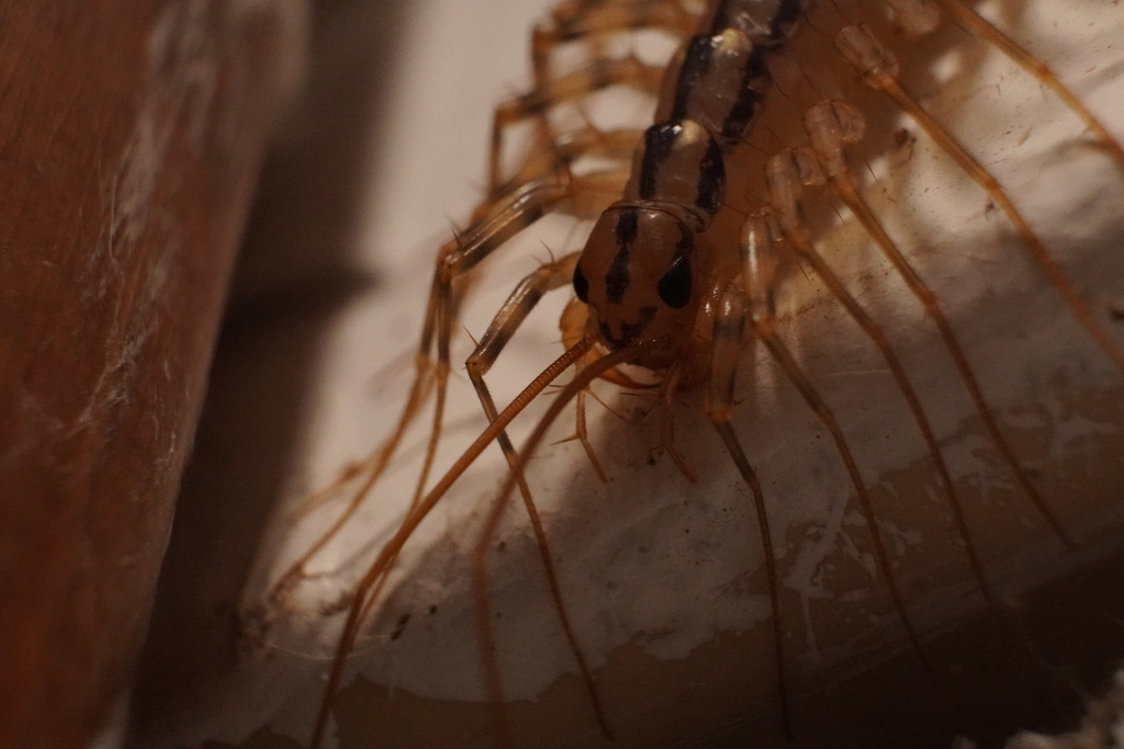 House Centipede from Richland County, OH, USA on September 16, 2023 at 02:40 AM by Nicholas ...