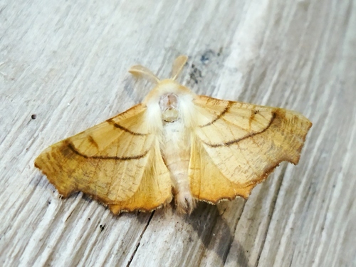 Dusky Thorn, 4292 Dobri Dol, Bulgaria, photo 9 of 10