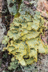Yarrumia colensoi