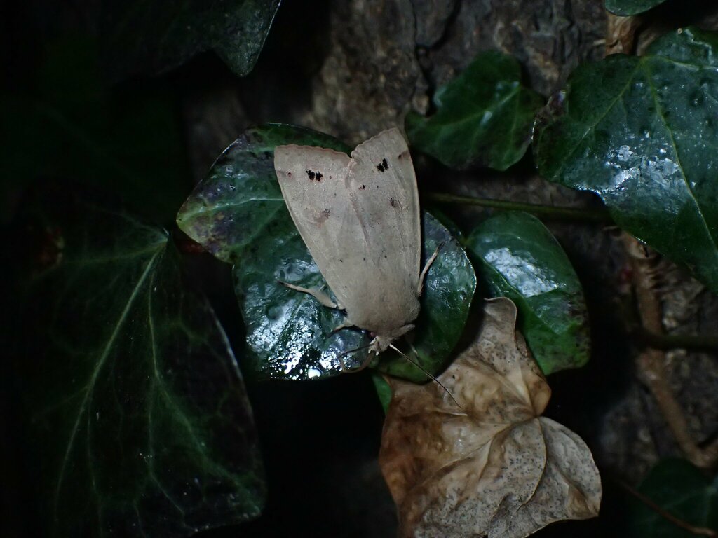 糖蜜にやってきたスモモキリガ