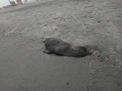Arctocephalus