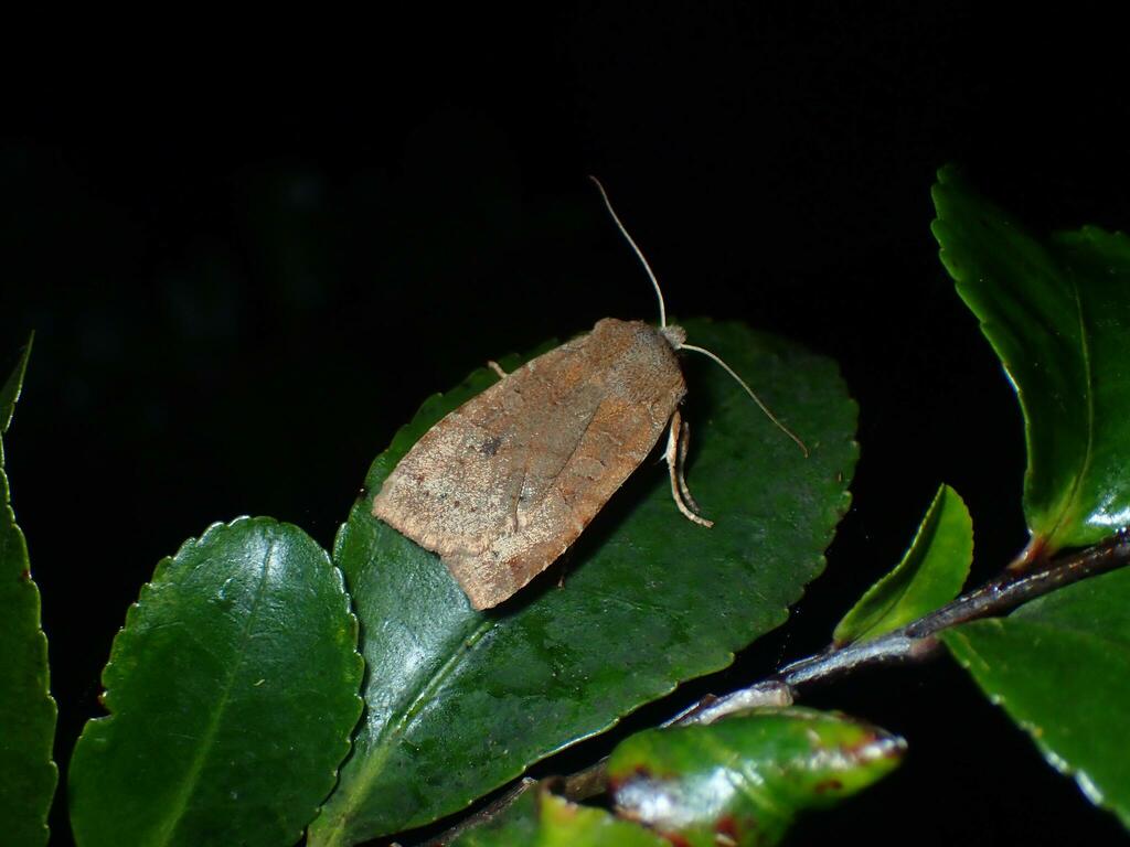 糖蜜に飛来したミヤマオビキリガ