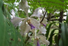 Vanda