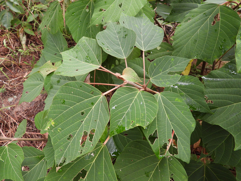 Mallotus from Laoshan District, Qingdao, Shandong, China on September ...