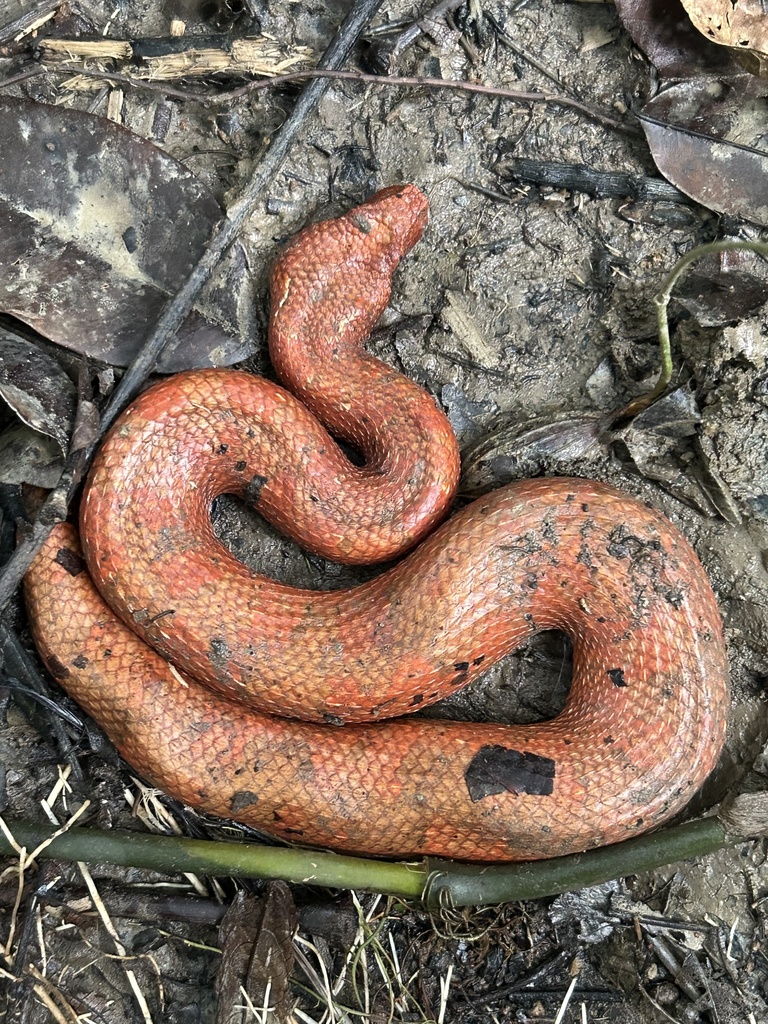 New Guinea Ground Boa