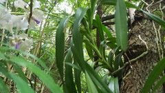Vanda