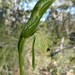 Pterostylis extensa - Photo (c) Rod Seager,  זכויות יוצרים חלקיות (CC BY-NC), הועלה על ידי Rod Seager