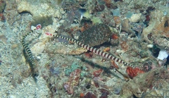 Dunckerocampus dactyliophorus