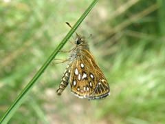 Piruna aea