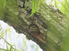 Dryobates spilogaster