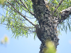 Dryobates spilogaster