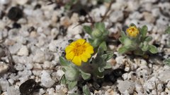 Eriophyllum wallacei