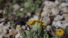 Eriophyllum wallacei