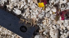 Eschscholzia minutiflora