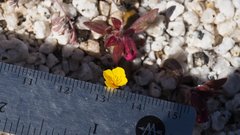 Eschscholzia minutiflora