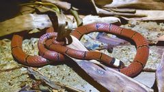 Sinomicrurus macclellandi macclellandi