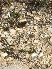 Junonia neildi varia