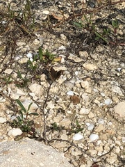Junonia neildi varia