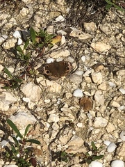 Junonia neildi varia
