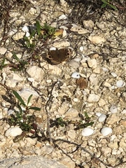 Junonia neildi varia