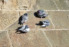 Columba livia domestica