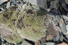 Veronica pulvinaris