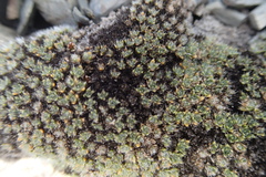 Veronica pulvinaris