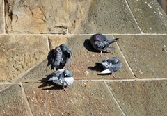 Columba livia domestica