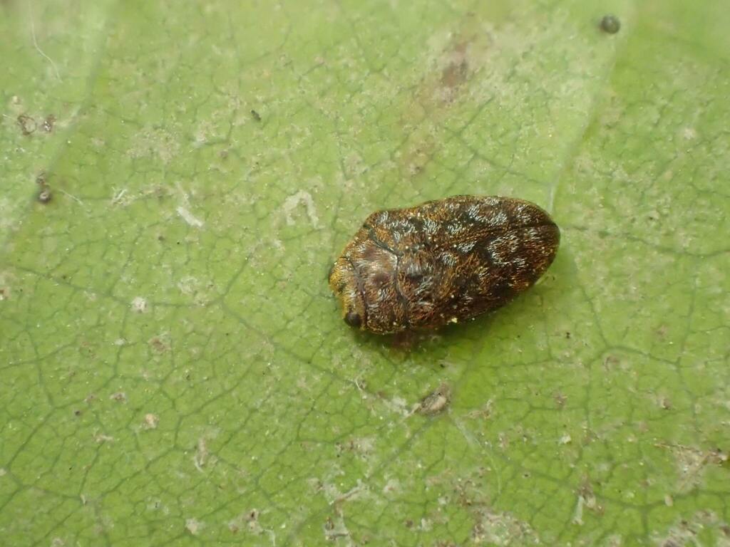 サシゲチビタマムシ